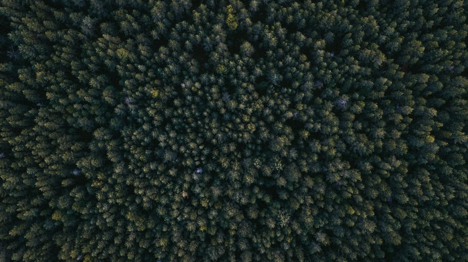 Vista aérea de un bosque denso
